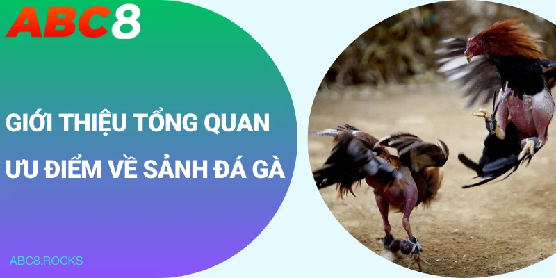 Giới thiệu tổng quan ưu điểm về sảnh đá gà