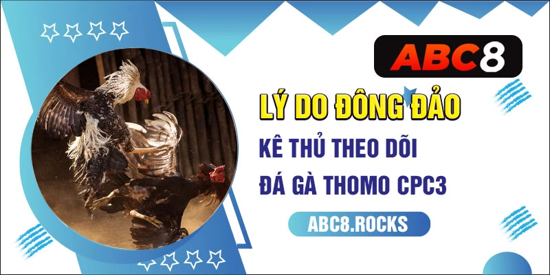 Lý do đông đảo kê thủ theo dõi đá gà Thomo CPC3